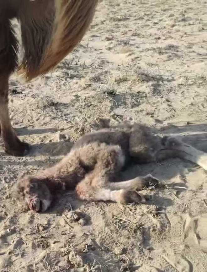 牧民称22头骆驼被狼咬死损失15万 保险只赔2000元