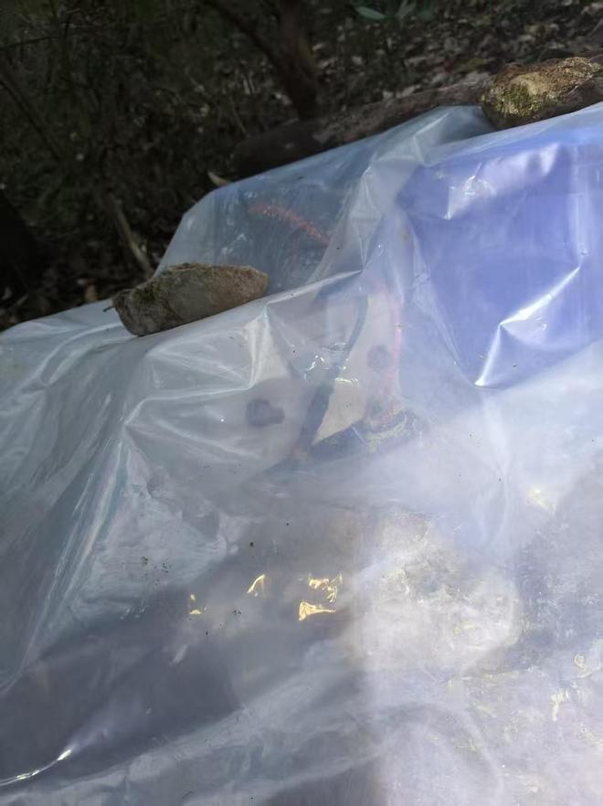 男子回老家祭祖被猎捕装置电死 脚上挂着一根细铁丝