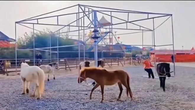 景区现＂旋转真马＂6匹马被固定并反复转圈 景区回应